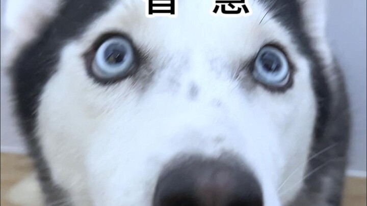 Anak anjing: Hari ini tamparan ini pasti harus kuterima!