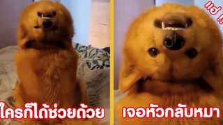 ช่วยด้วยยย เจอหัวกลับหมา เอ๊ย หมากลับหัว !! ( ฮัลโหลความฮา )