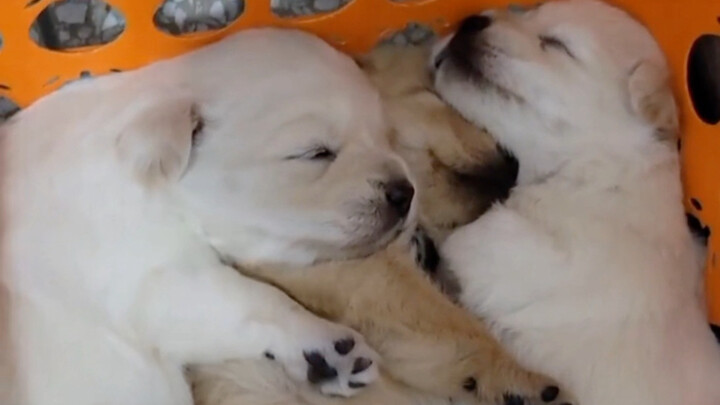 ลูกหมา: ที่จริงคืนนั้นฉันไม่ได้นอนเลย!