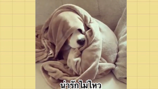 เพื่อนตัวน้อย สัตว์เลี้ยงแสนซน : น่ารักไม่ไหว