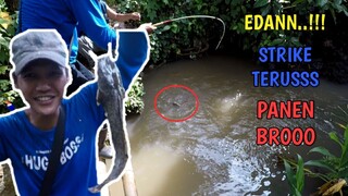 EDANN!! STRIKE TERUS Mancing Lele Babon Di Selokan Ini || PANEN BROO!!