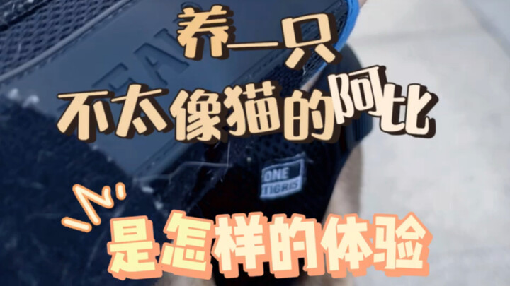 การเลี้ยงอะบิซินีที่ไม่ค่อยเหมือนแมวเลยนั้น เป็นอย่างไร?