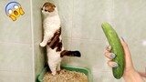 Video Kucing Lucu Banget Bikin Ngakak #5 | Kucing Paling Imut | Video Hewan Lucu