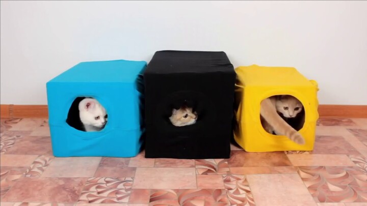 9 TIPS BERIKUT YANG BELUM KALIAN LAKUKAN TERHADAP KUCING KESAYANGAN ANDA