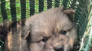 I was charmed by the little dog I bought for 20 bucks for the first time