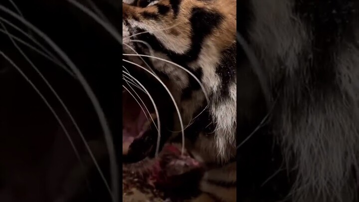 #tiktok #tiger #cat #lion #jaguar #lions #catsanctuary #catsoftiktok #shorts