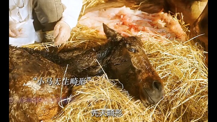 Lão La cứu chú Xích Thố què chân; tuy nó không biết nói, nhưng nó biết dùng hành động để bày tỏ.