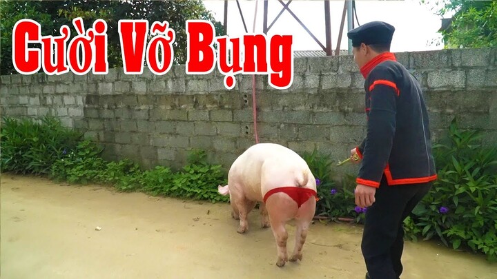 Đi Đánh Giống Lợn Gặp Cô Chủ Xinh Xắn - Phim Hài Tết 2022 A Hy Mới Hay Nhất Cười Vỡ Mồm