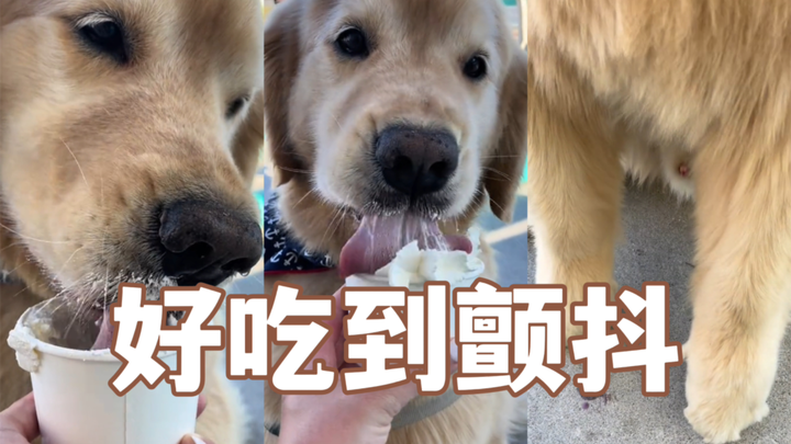 Mangkuk anjing ini enak sampai cakarnya gemetar!!!