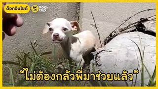 หนุ่มช่วยน้องหมาชิวาวาน้อยผอมโซถูกทิ้งข้างถนน | Dog's Clip