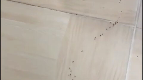 Ant: Shit, a black hole! Brothers, retreat!