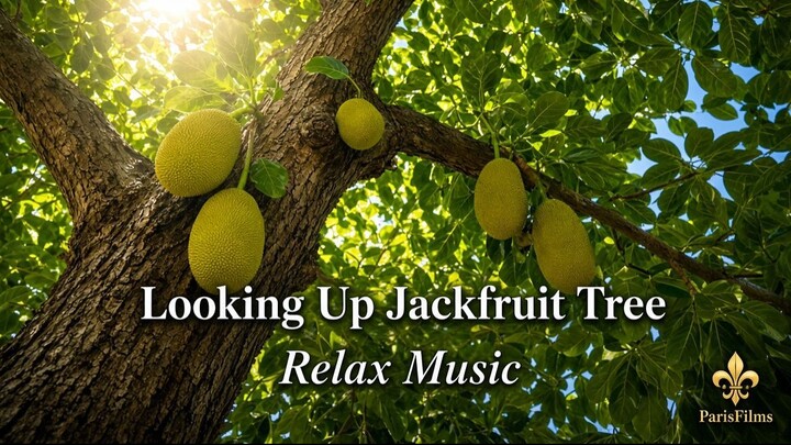 Looking Up Jackfruit Tree | Relax Music | Tropical Canopy for Sleep & Study