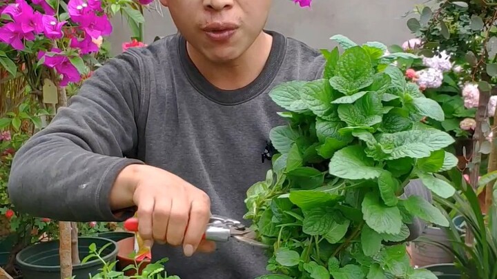 Never plant mint directly in the ground, or it will run rampant and be almost impossible to eradicat