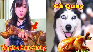 Thú Cưng TV Ngáo Ngu Ngốc Và Đầu Gấu #18 chó thông minh vui nhộn Pets funny cute smart dog