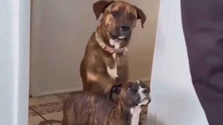 Chó mẹ dạy dỗ cún con