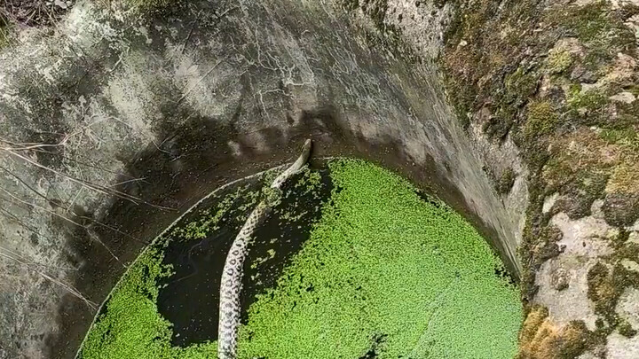 Has anyone ever told me whether snakes can drown from exhaustion?
