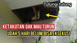 Tolong kucing Liar Ini Ketakutan 5 Hari Gak Mau Turun Cari Penyebabnya..!