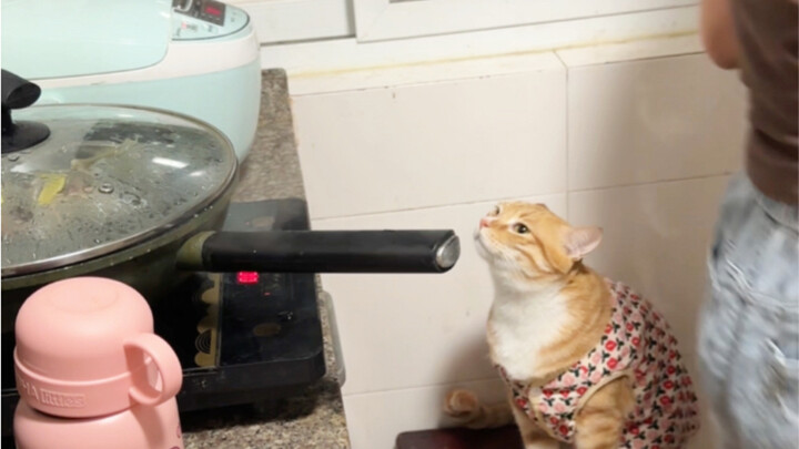 I’d barely started steaming the fish when they caught the smell and started yelping, begging me to h