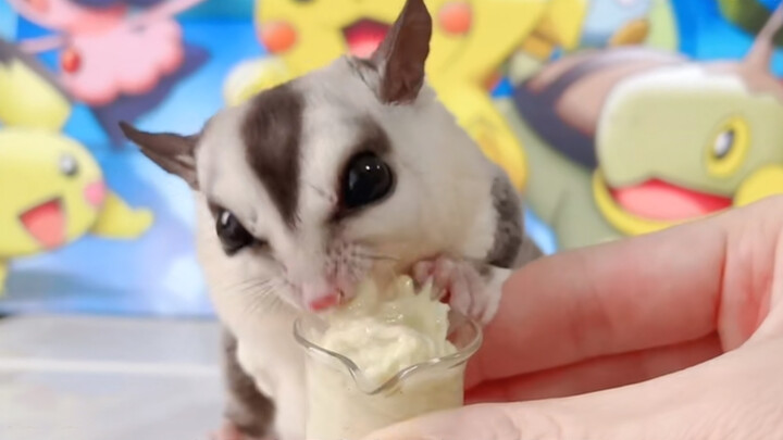 [Animal] Feeding the Sugar Glider with Silkworm Chrysalis