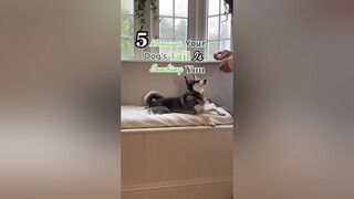 What messages is you dog sending you? LearnOnTikTok dogbehavior dogs (IG lifewithkleekai link in bi