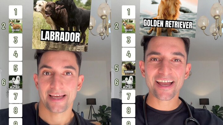 As a Vet: Ranking Dogs From Most to Least Favorite 🐕