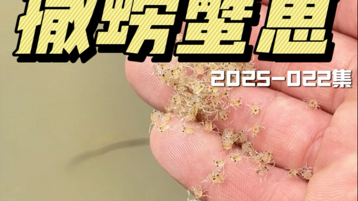 把百万只小螃蟹苗撒进稻田，看秋天收获如何。 #锦蟹农 #找锦蟹农吃正宗盘锦河蟹 #锦蟹农品牌蟹