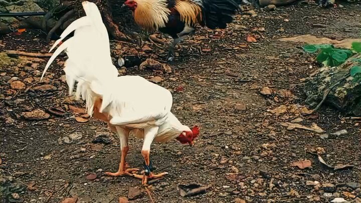 Backyard lang mga idol