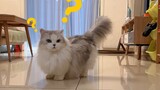Kucing yang Terlalu Anggun Belum Tentu Bagus, Tak Dapat Makan!