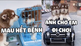 Đang bịnh mà còn biết cáo trạng, vừa khỏi bịnh lại được mama mua xe hơi | Pets TV