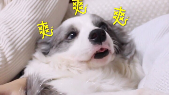 Chủ nhân nửa đêm không ngủ mà tắm cho chó, phản ứng của chú chó là…