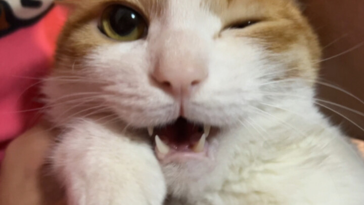 Kucing: Tiga tahun masa jenuh, biarlah begini saja, mau berpisah juga bagaimana?