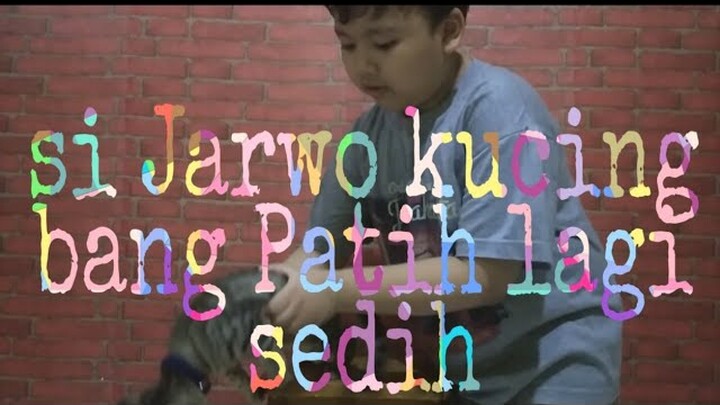 kucing lucu (Si Jarwo) kucing kesayangan bang Patih lagi sedih⁉️⁉️⁉️⁉️⁉️