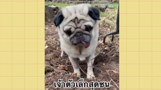 เพื่อนตัวน้อย สัตว์เลี้ยงแสนซน :  เจ้าตัวเล็กสุดซน