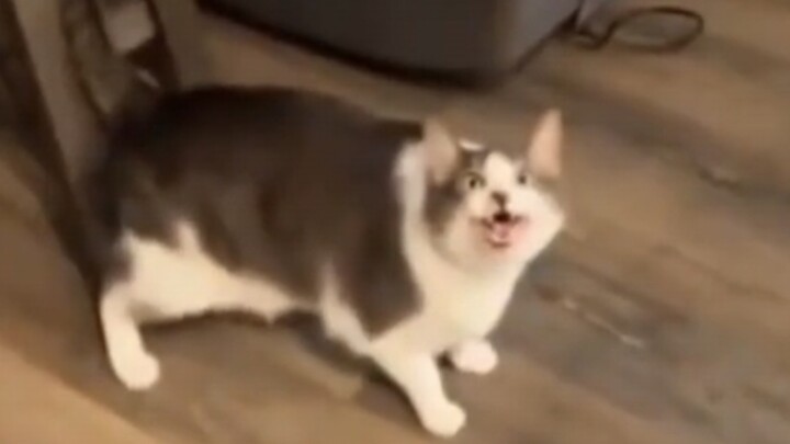 A bit of cat disease.