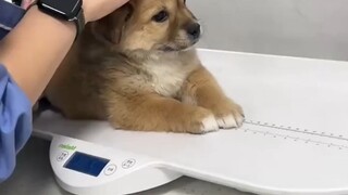 The puppy was so scared when he saw the doctor that his nose kept running and he would hum when answ