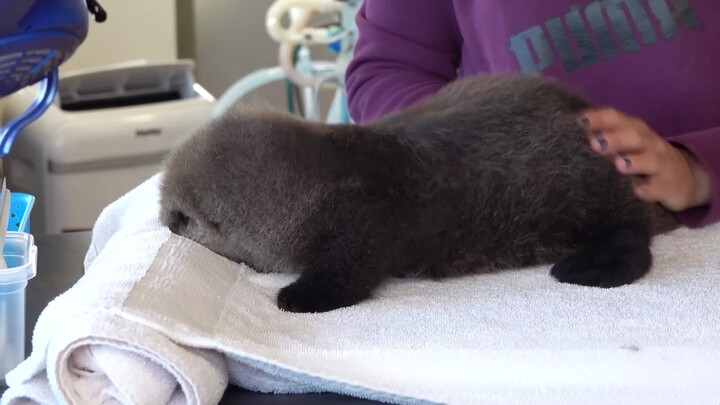 The little sea otter grows stronger with each passing day.