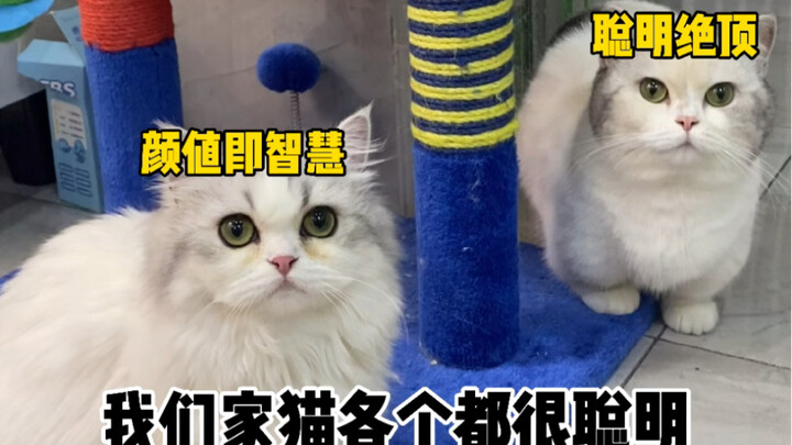 แบบทดสอบเชาว์ปัญหาที่ทุกคนรอคอยมาแล้ว! ดูท่าบ้านเราคงเป็นบ้านแห่งอัจฉริยะและคนซื่อบื้อกันทั้งครอบครั