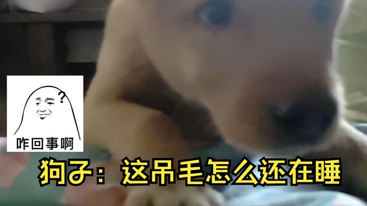 สุนัขที่คุณเลี้ยงดูมาตั้งแต่เด็กมาปลุกให้ตื่น คุณจะลุกไหม