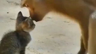 The monkey mom patiently comforts the little kitten
