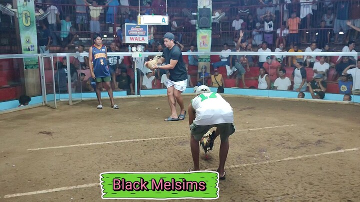 P.Araojo Coliseum Catanduanes 2cock Ulutan [Draw] Black Melsim March 27 2024 2nd fight