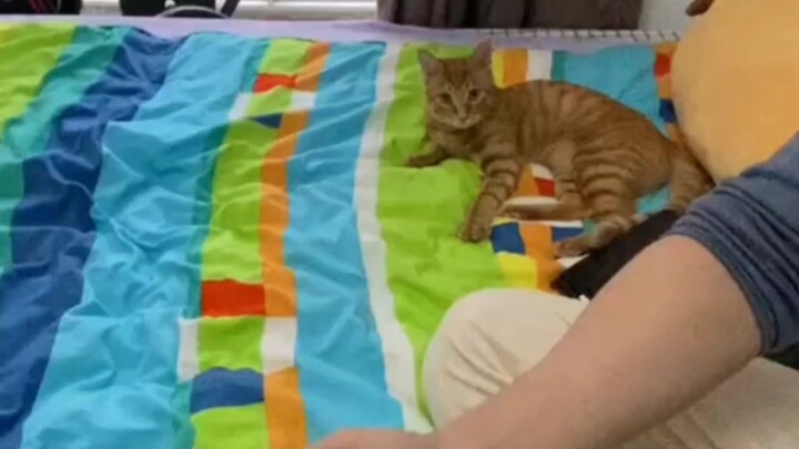 [Parkour Kitten] Saya curiga saya punya anjing, atau jenis anjing polisi