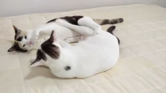 พี่เผือกน้อยเล่นกับศรีนวล