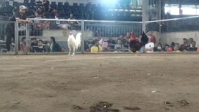 3rd fight open air,no scratch.