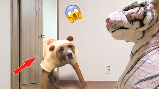 Funniest Dogs Reaction Video | Dogs Are Scared Of Weird Things | Pets Island