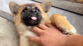 Anak anjing Sheniu telah menemukan cinta baru dan tidak mau datang berkunjung kecuali Anda membelika