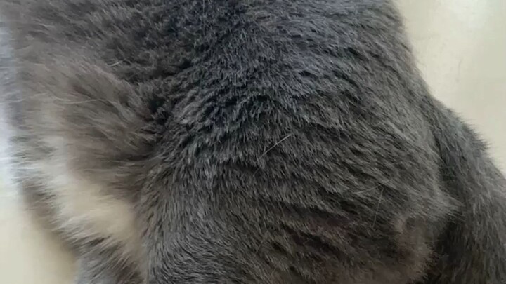 It’s getting cold—borrow some fluff to get through the winter!