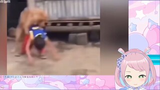 日本妖精看《世子之争，素来如此》