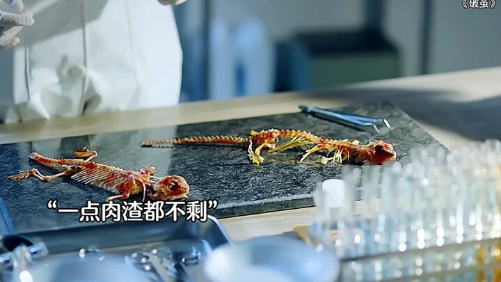 为了过成人礼把命搭进去，子弹蚁太可怕了#破茧