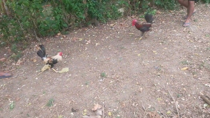 talisayin vs latom