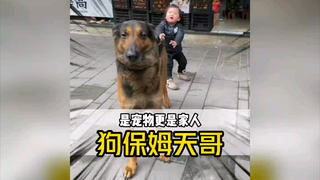 忠心耿耿的“狗保姆”带大三个小主人后却一声不响的离开了！